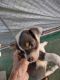 Chihuahua Puppies for sale in Pacolet, SC 29372, USA. price: $350
