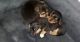 Chihuahua Puppies for sale in Knoxville, TN, USA. price: NA