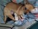Chihuahua Puppies for sale in Lincoln Park, MI 48146, USA. price: $650