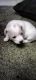 Chihuahua Puppies for sale in Terre Haute, IN, USA. price: $300