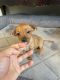 Chihuahua Puppies for sale in Garfield, NJ 07026, USA. price: NA