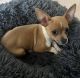 Chihuahua Puppies for sale in Aberdeen, WA, USA. price: NA