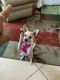 Chihuahua Puppies for sale in Oakland County, MI, USA. price: NA