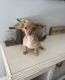 Chihuahua Puppies for sale in Norwalk, CA 90650, USA. price: NA