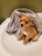Chihuahua Puppies for sale in Orlando, FL, USA. price: $600