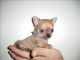 Chihuahua Puppies for sale in Beaumont, TX, USA. price: $450