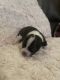 Chihuahua Puppies for sale in High Point, NC, USA. price: NA