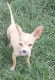 Chihuahua Puppies for sale in Boise, ID, USA. price: $200