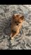 Chihuahua Puppies for sale in Manning, SC 29102, USA. price: $1,000
