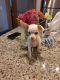 Chihuahua Puppies for sale in 8227 Thetford Ln, Houston, TX 77070, USA. price: NA