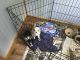 Chihuahua Puppies for sale in Livingston, TN 38570, USA. price: NA