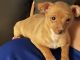 Chihuahua Puppies for sale in Greeley, CO, USA. price: NA
