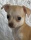 Chihuahua Puppies for sale in Fayetteville, NC, USA. price: $600