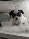 Chihuahua Puppies for sale in Brenham, TX 77833, USA. price: NA