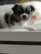 Chihuahua Puppies for sale in Brenham, TX 77833, USA. price: $900