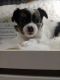 Chihuahua Puppies for sale in Brenham, TX 77833, USA. price: $900