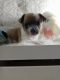 Chihuahua Puppies for sale in Brenham, TX 77833, USA. price: NA