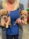 Chihuahua Puppies for sale in Granville, NY 12832, USA. price: NA