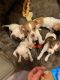 Chihuahua Puppies for sale in Canyon Lake, TX 78133, USA. price: $50