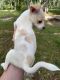 Chihuahua Puppies for sale in Hattiesburg, MS, USA. price: $600