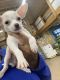 Chihuahua Puppies for sale in Eastpointe, MI 48021, USA. price: $1,225