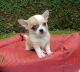 Chihuahua Puppies for sale in New York New York Casino, Las Vegas, NV 89109, USA. price: $400