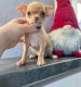 Chihuahua Puppies for sale in Floral Park, NY 11001, USA. price: NA