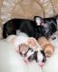 Chihuahua Puppies for sale in Stuart, FL, USA. price: NA