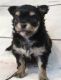 Chihuahua Puppies for sale in Abilene, KS 67410, USA. price: $1,600