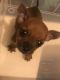Chihuahua Puppies for sale in Bardstown, KY 40004, USA. price: $275