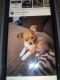 Chihuahua Puppies for sale in Escondido, CA, USA. price: NA