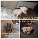 Chihuahua Puppies for sale in Excelsior Springs, MO 64024, USA. price: $500