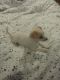 Chihuahua Puppies for sale in Broken Arrow, OK, USA. price: $500
