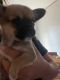 Chihuahua Puppies for sale in Houston Heights, Houston, TX 77008, USA. price: $20