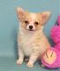 Chihuahua Puppies for sale in Willow Springs, MO 65793, USA. price: $1,450