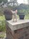 Chihuahua Puppies for sale in Calabash, NC, USA. price: NA
