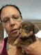 Chihuahua Puppies for sale in Southgate, MI, USA. price: $500