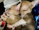 Chihuahua Puppies for sale in Louisville, KY, USA. price: NA