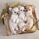 Chihuahua Puppies for sale in Panhandle, TX 79068, USA. price: NA