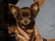 Chihuahua Puppies for sale in Greenwood, AR 72936, USA. price: NA