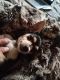 Chihuahua Puppies for sale in Stillwater, OK, USA. price: $500