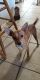 Chihuahua Puppies for sale in Bridgeport, TX 76426, USA. price: NA