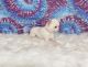Chihuahua Puppies for sale in Shamokin, PA 17872, USA. price: $2,050