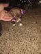 Chihuahua Puppies for sale in Lee's Summit, MO, USA. price: $600
