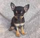 Chihuahua Puppies for sale in Queens, NY, USA. price: $400
