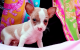 Chihuahua Puppies for sale in Gaithersburg, MD, USA. price: NA