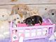 Chihuahua Puppies for sale in Greenwood, AR 72936, USA. price: NA