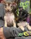 Chihuahua Puppies for sale in Little Elm, TX, USA. price: $750