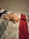 Chihuahua Puppies for sale in Hemet, CA, USA. price: $150