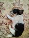 Chihuahua Puppies for sale in Phoenix, AZ 85009, USA. price: $200